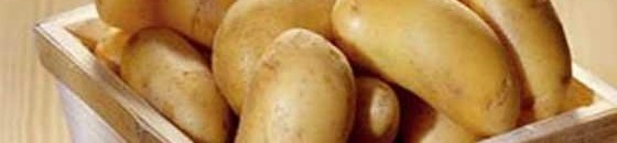 بطاطس
