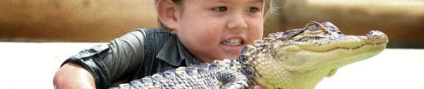 بالفيديو: مذيعة تستضيف (تمساحاً حقيقياً) على الهواء بعد ظهوره في النيل 10 تمساح