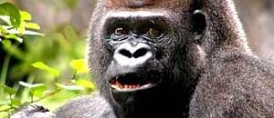 استمرار الجدل بشأن مقتل الغوريلا "هارامبي" في أوهايو الأمريكية 10 غوريلا