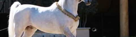 بالصور .. القبض على حصان وسجنه 24 ساعة بتهمة غريبة 10 فرسه