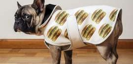 مقهى مكسيكي يقدّم البوظة للكلاب 10 AAacSNl.img