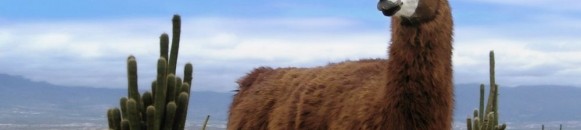 elbashayer image 1427120818