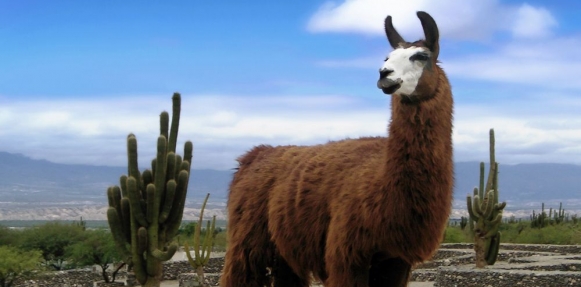 حيوان يحمل الأمل للبشرية فى القضاء على الإيدز 1 elbashayer image 1427120818