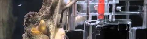 بالفيديو: أخطبوط يلتقط صورًا لزواره مقابل دولارين 10 اخطبوط