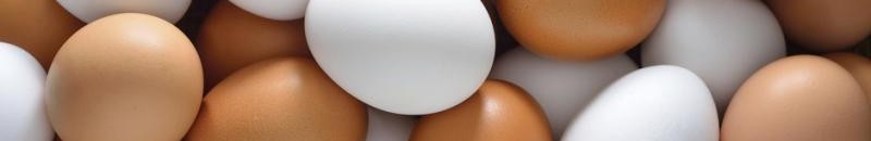 بيض1