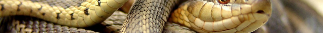 hd snake wallpapers amazing desktop background images widescreen