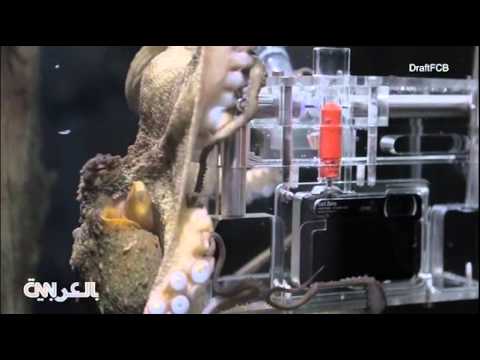 بالفيديو: أخطبوط يلتقط صورًا لزواره مقابل دولارين 1 اخطبوط