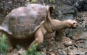 سلحفاة ضخمة في إسبانيا تثير رعب مرتادي الشواطئ 1 سلحفاة