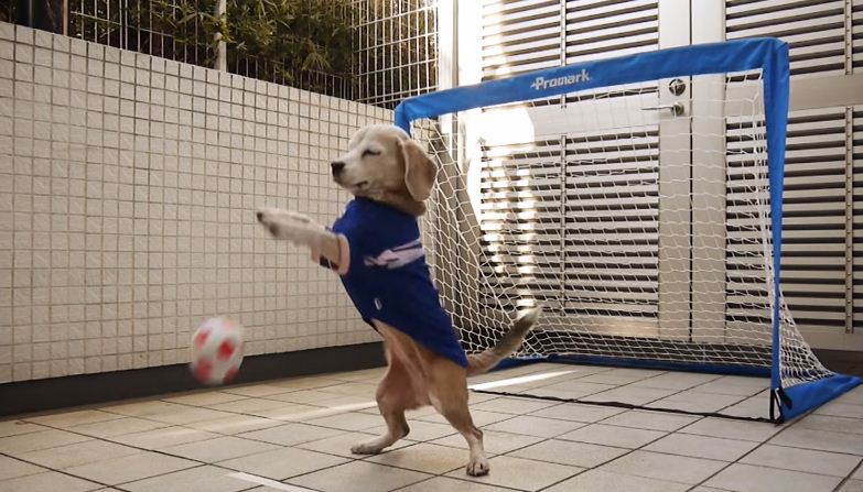 شاهد بالفيديو .. كلب يقلد البشر يثير دهشة رواد مواقع التواصل 1 كلب حارس