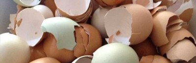 فوائد قشر البيض.. المعجزة التي لا يعلمها الناس 10 بيض