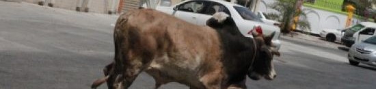 ثور هائج يثير الرعب ويصيب ثلاثة أشخاص بـ”أمبدة” 10 ثور هائج