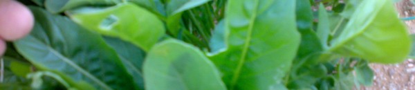 32 فائدة من فوائد الجرجير ّ 10 جرجير