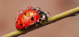 العثور على خنفساء داخل سحلية ابتلعتها حية قبل 48 مليون سنة 10 خنفساء