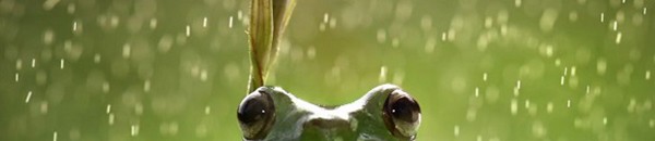 الهند.. زواج الضفادع لاستسقاء المطر 10 ضفدع تحت المطر