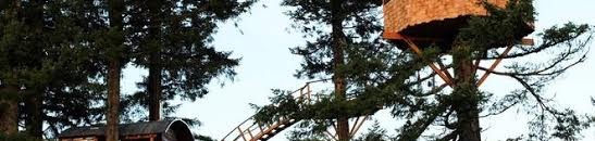 السقوط من على شجرة ربما يكون سبب وفاة "لوسي" إحدى أشهر أسلاف الإنسان 10 على شجرة