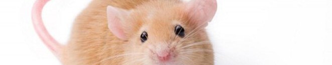 بالفيديو.. فأر لدية كرامة .. رفض تناول الطعام بسبب الذلة!! 10 فار