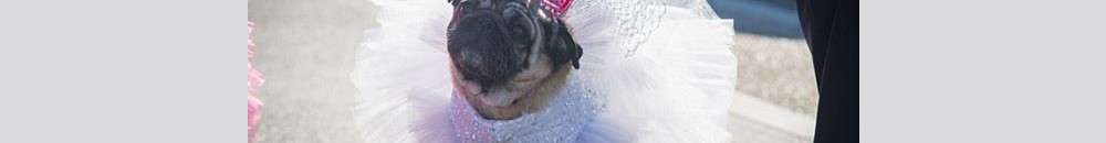 كلبة تموت «من الحسرة» تركتها صاحبتها في مطار كولومبي 10 كلبة بالزفاف