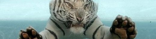 نمر تحت الماء