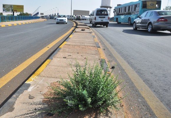 بالصورة وفي ظاهرة فريدة من نوعها.. شجرة (لالوب) تنبت أعلى كوبري كوبر ونشطاء يصفونها بالغامضة 1 11059640 958087497545950 2526828498374493555 n