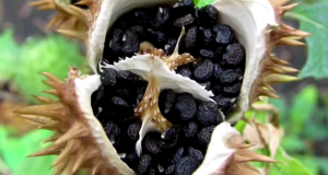 بالصور: 6 طرق غريبة لإثبات الرجولة حول العالم: اختبار نمل الرصاص 2 41-300x160