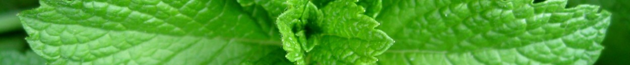 Mint leaves 2007