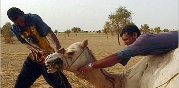 elbashayer image 1413236307