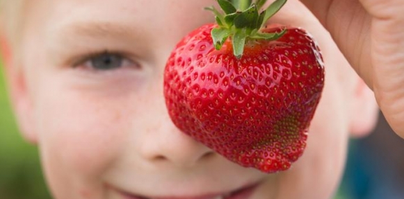 "فضيحة الفراولة" القاتلة تهز سلسلة متاجر نيوزيلندية 1 elbashayer image 1432219772