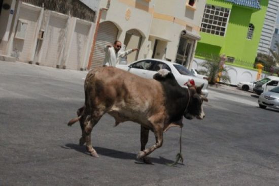 ثور هائج يثير الرعب ويصيب ثلاثة أشخاص بـ”أمبدة” 1 ثور هائج