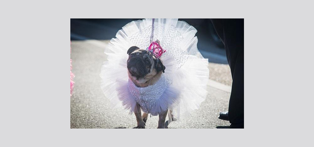 كلبة تموت «من الحسرة» تركتها صاحبتها في مطار كولومبي 1 كلبة بالزفاف