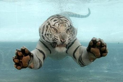 نمر تحت الماء