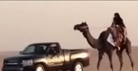 شاهد بالفيديو: رجل يحمل جملاً ضخماً فوق ظهره ليضعه أعلى عربة 1 وقعت من الجمل