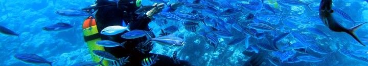 اكتشاف أدمغة وحوش بحرية منقرضة 10 البحر الأحمر