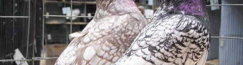 شابٌ يفقد ذراعيه بسبب حمامة 10 حمامة