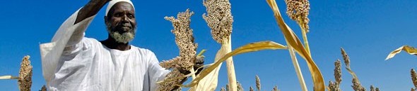 زراعة الجزيرة