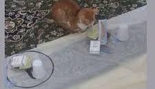 قطة في الحرم