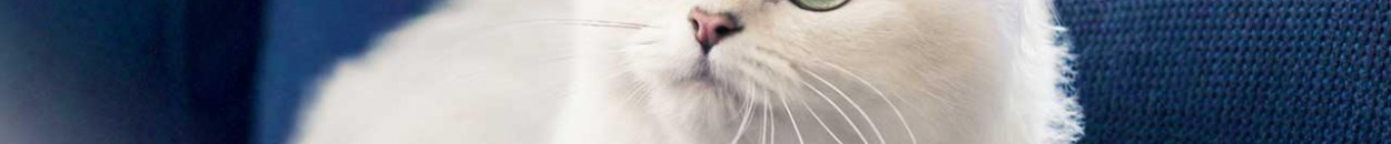 بالفيديو.. قطط صغيرة تشجع اللاعبين في «ريو 2016» 10 قط