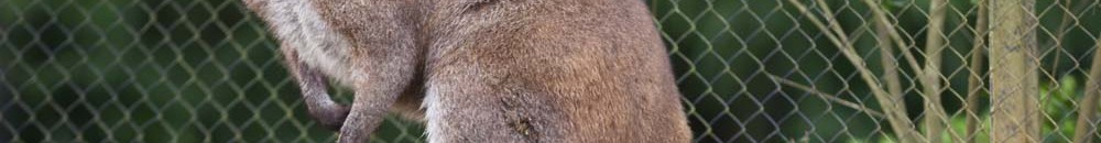 بالصور.. "كنغر" خارق يشبه أبطال كمال الأجسام 13 كنغر