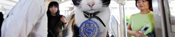 جنازة مهيبة للقطة "تاما" ناظرة محطة قطارات كيشي في اليابان 10 القطة تاما المديرة