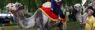 الكشف عن دوافع انتشار عمليات تجميل الإبل بالسعودية.. والأماكن التي تخضع للجراحة وثمنها! 10 جمل