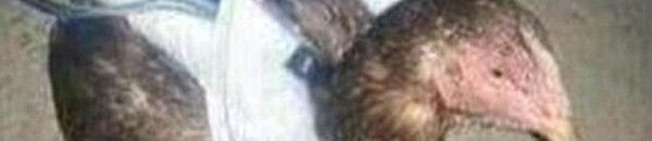 دجاج انتحاري