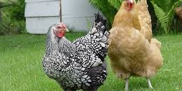 دجاج للإيجار