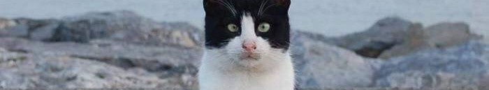 التغيير الحكومي البريطاني قد يطاول القطط أيضاً 10 كديسه