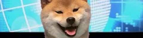 بالصور .. مكان اختباء كلب لغز يحير مستخدمو «فيس بوك» 10 كلب يذيع نشرة الأخبار