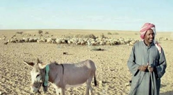 ثراء مفاجئ يدفع راعياً سودانياً لشراء أغنام كفيله 1 1438350277128810