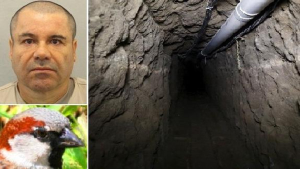 عصفور ساعد بارون المخدرات ليفر من أصعب سجون المكسيك 1 3d2e2ced 66b4 467f 9d09