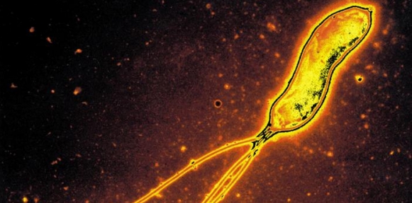 مواد غذائية طبيعية.. وسيلة لمكافحة "جرثومة المعدة" 1 elbashayer image 1435762056