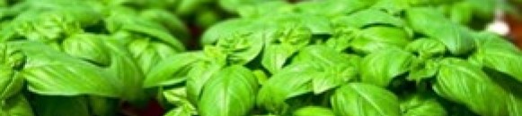 elbashayer image 1436217492