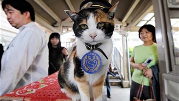 جنازة مهيبة للقطة "تاما" ناظرة محطة قطارات كيشي في اليابان 1 القطة تاما المديرة