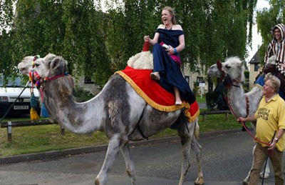 الكشف عن دوافع انتشار عمليات تجميل الإبل بالسعودية.. والأماكن التي تخضع للجراحة وثمنها! 1 جمل