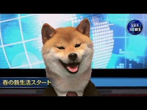 كلب يذيع نشرة الأخبار